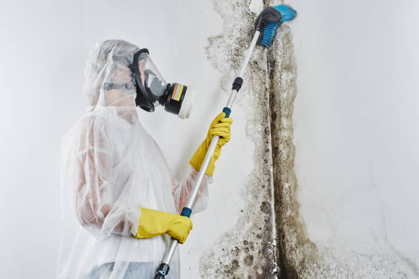 Best Affordable Mold Removal  in Fairplains, NC