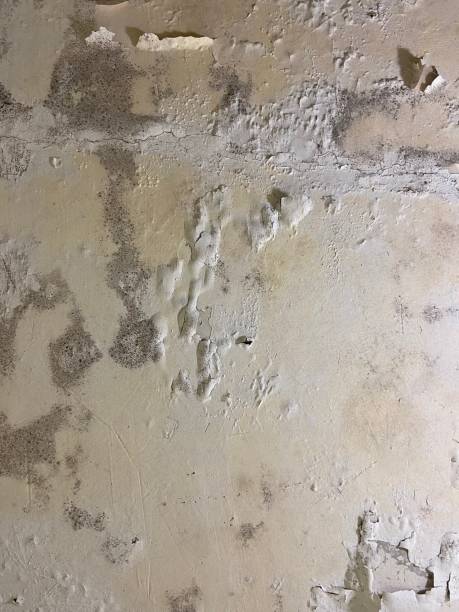 Best Commercial Mold Removal  in Fairplains, NC