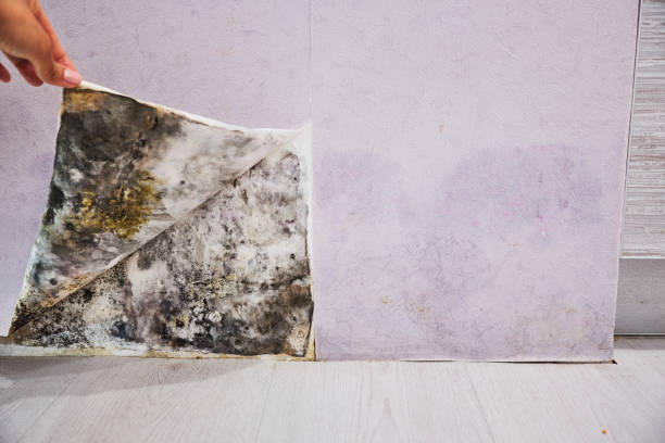 Best Office Mold Removal Services  in Fairplains, NC